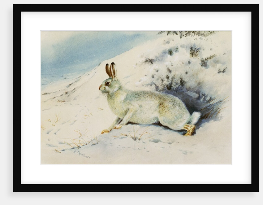 Hare by Archibald Thorburn