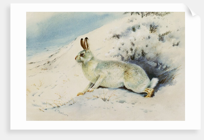 Hare by Archibald Thorburn