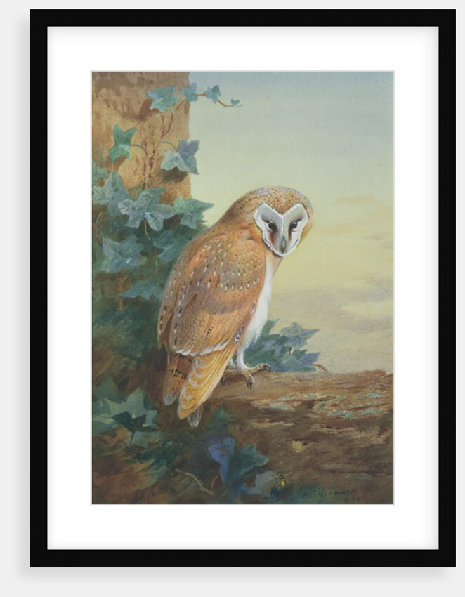 Barn Owl, 1916 by Archibald Thorburn