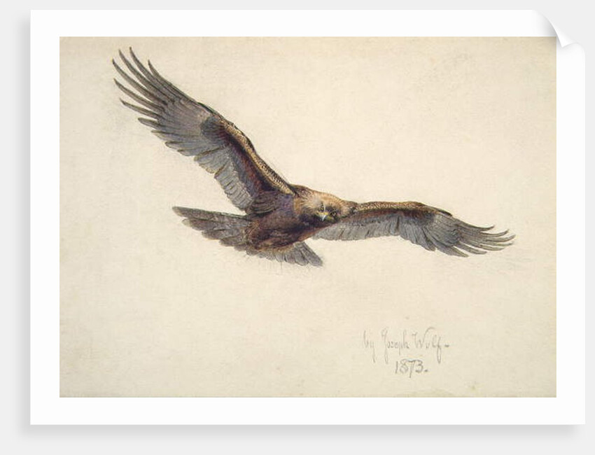 Eagle in flight, 1873 by Joseph Wolf
