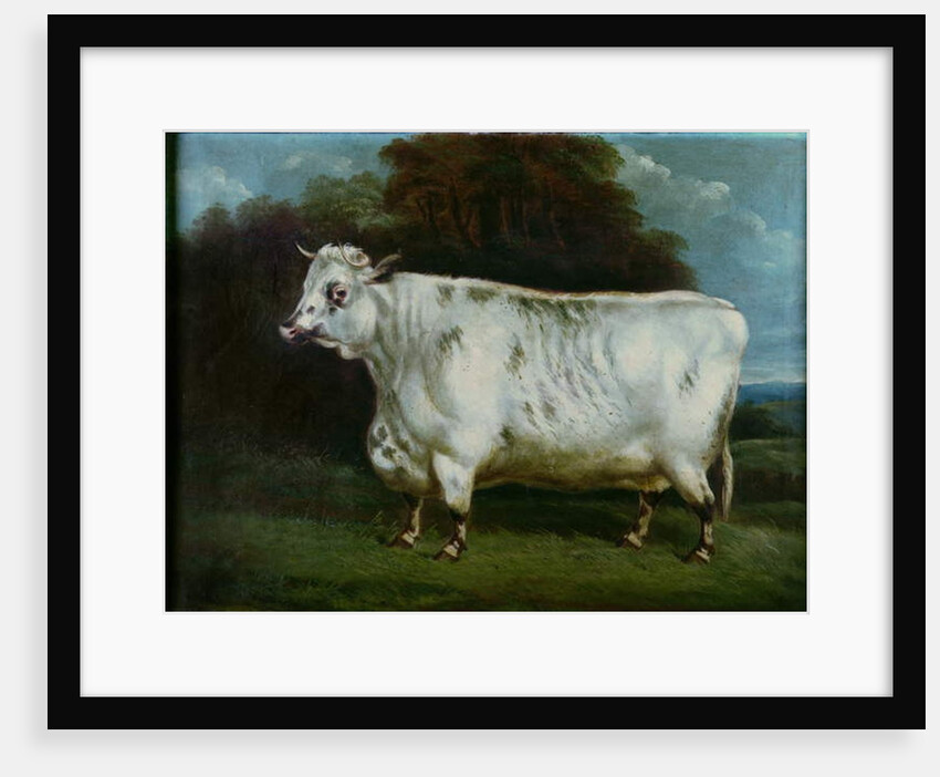 A shorthorn cow by English School