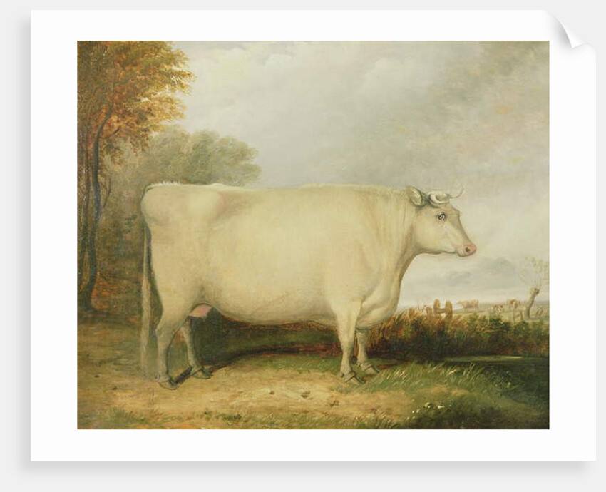 Portrait of a prize cow by John Vine