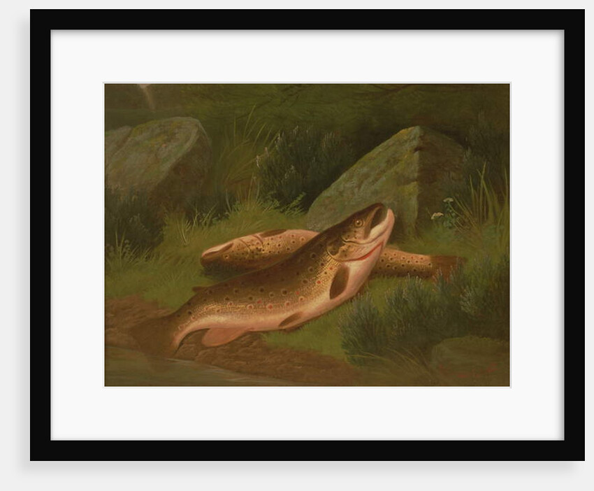 Brown Trout by A. Roland Knight