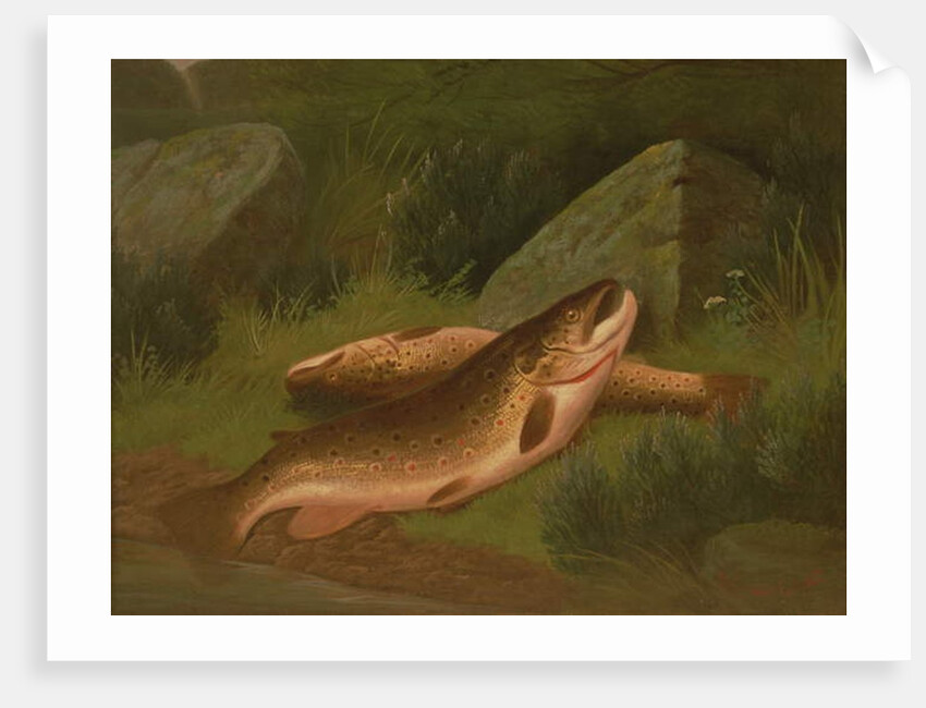 Brown Trout by A. Roland Knight