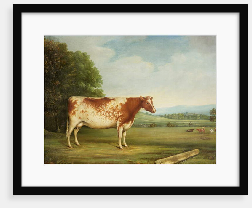 A Prize Shorthorn Cow in a Landscape by English School