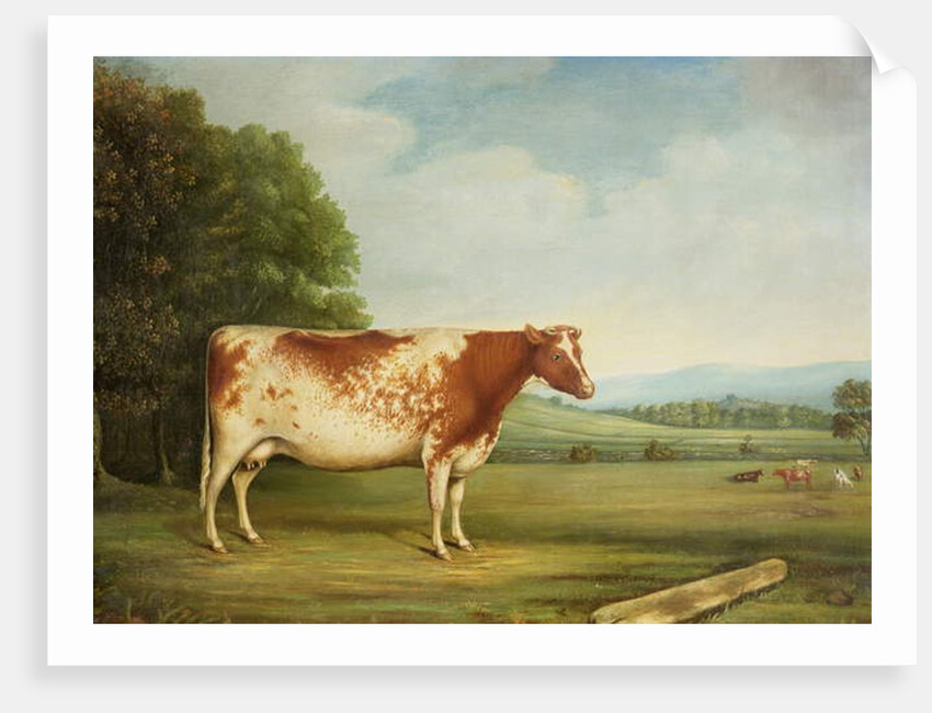 A Prize Shorthorn Cow in a Landscape by English School