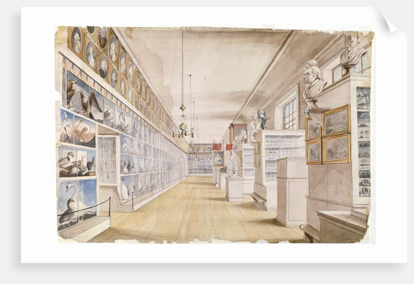 The Long Room, Interior of Front Room in Peale's Museum, 1822 by Charles Willson Peale