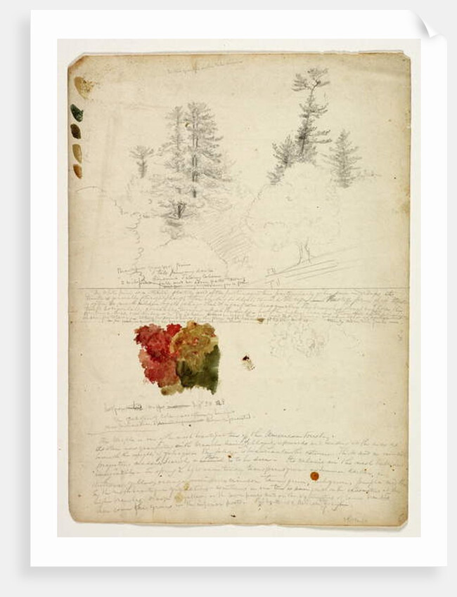 Beautiful Groups of Pines; Tints from Maples, New Hampshire, September 30th 1828 by Thomas Cole
