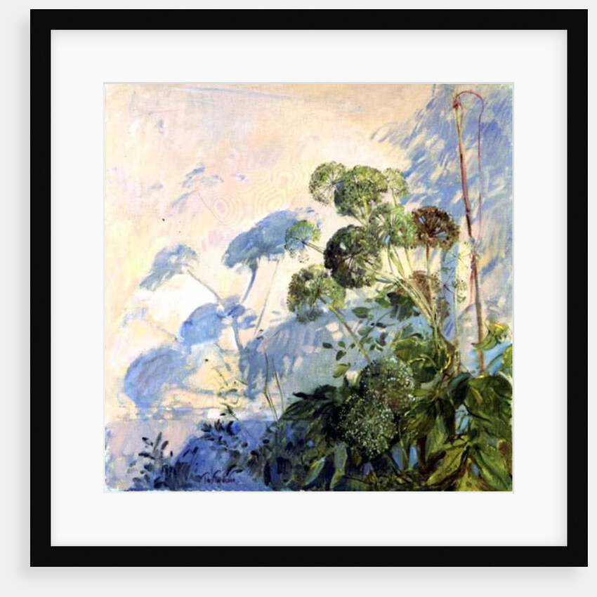 Angelica Shadows by Timothy Easton