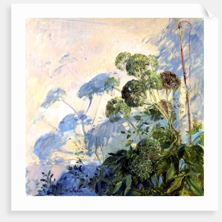 Angelica Shadows by Timothy Easton