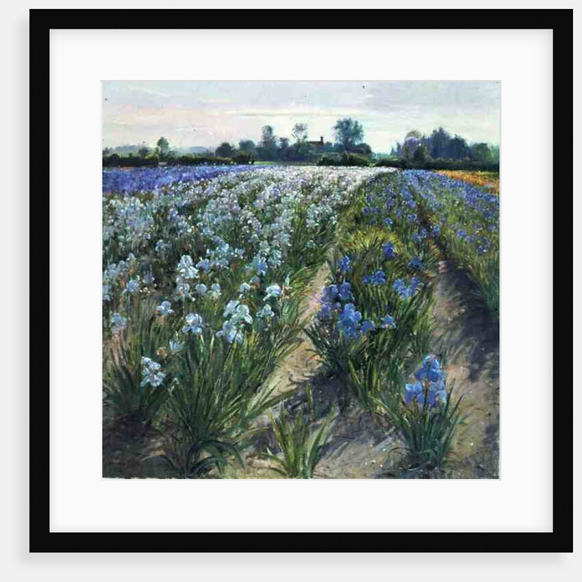 Blue and White Irises, Wortham by Timothy Easton
