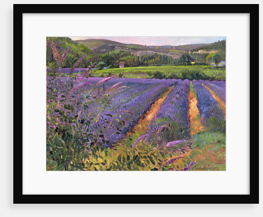 Buddleia and Lavender Field, Montclus, 1993 by Timothy Easton