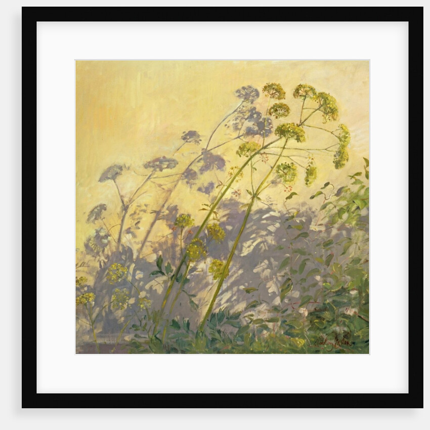 Lovage, Clematis and Shadows, 1999 by Timothy Easton