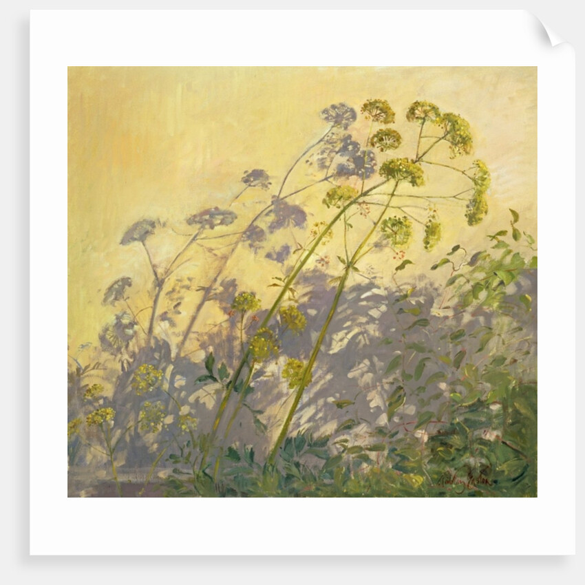 Lovage, Clematis and Shadows, 1999 by Timothy Easton