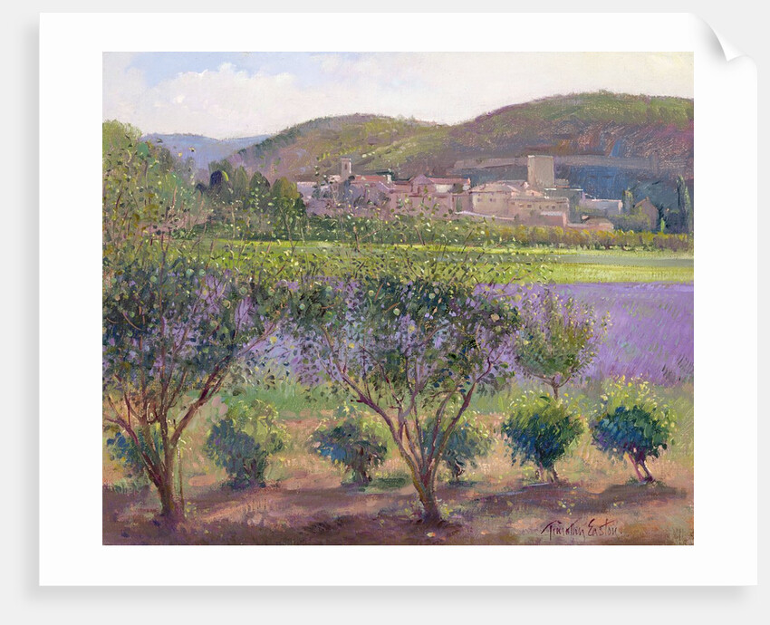 Lavender Seen Through Quince Trees, Monclus by Timothy Easton