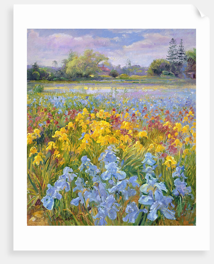 Irises, Willow and Fir Tree, 1993 by Timothy Easton