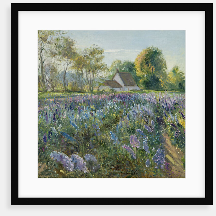 October Delphiniums by Timothy Easton