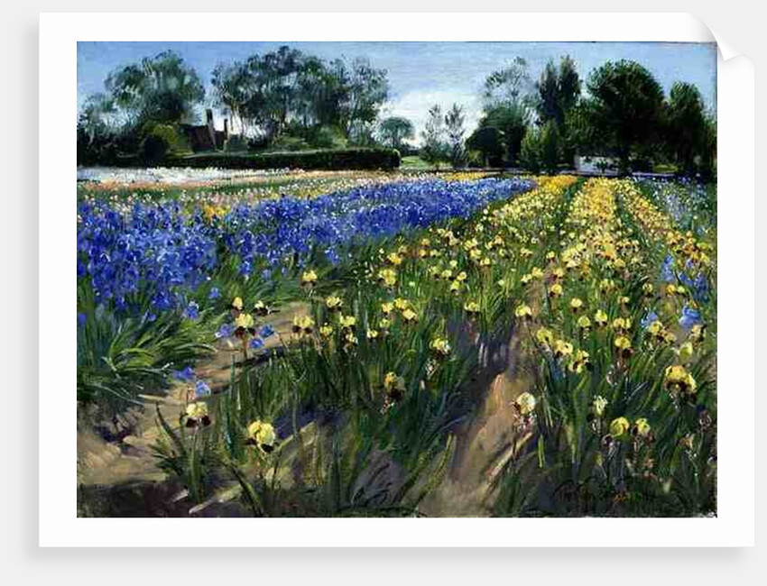 Towards the White Barn, 1996 by Timothy Easton