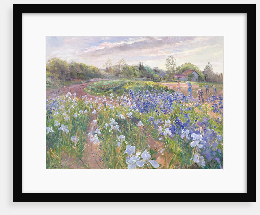 Sunsparkle on Irises, 1996 by Timothy Easton