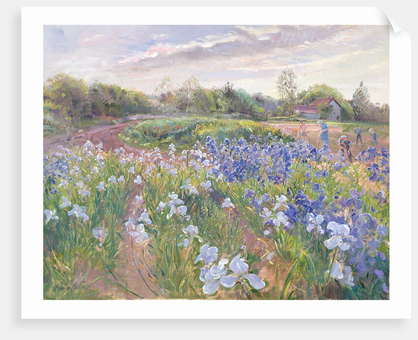 Sunsparkle on Irises, 1996 by Timothy Easton