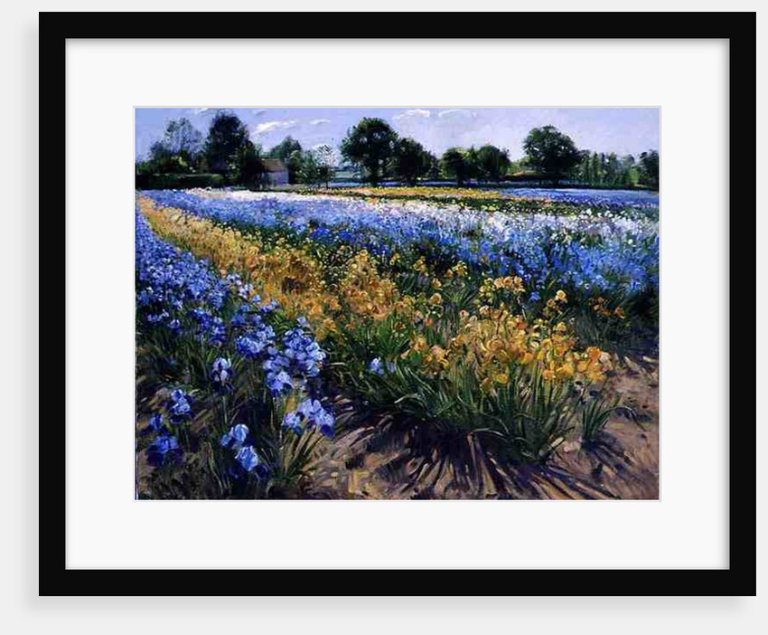 Irises at Burgate, 1996 by Timothy Easton