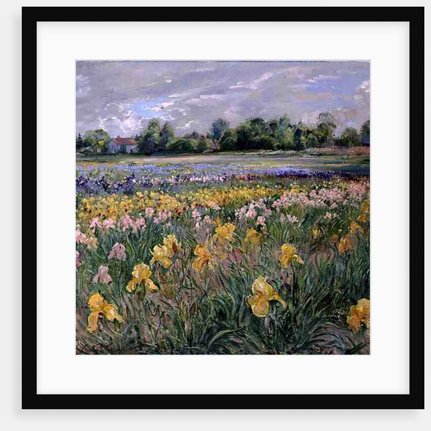Cottages and Iris Field by Timothy Easton