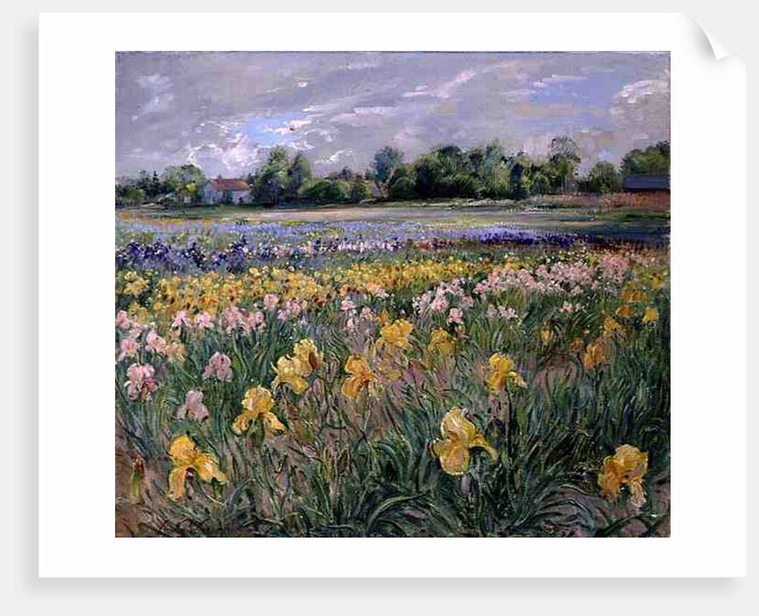 Cottages and Iris Field by Timothy Easton