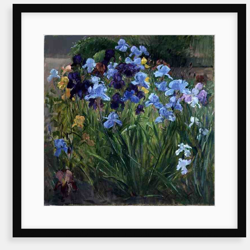 The Iris Bed, Bedfield, 1996 by Timothy Easton