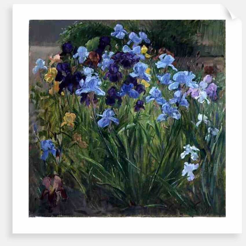 The Iris Bed, Bedfield, 1996 by Timothy Easton
