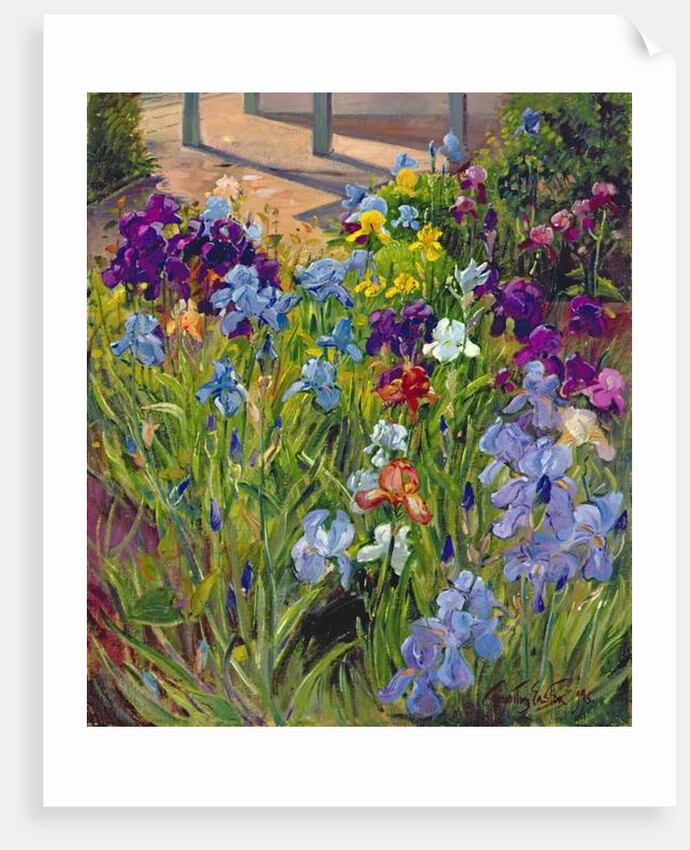 Irises and Summer House Shadows, 1996 by Timothy Easton