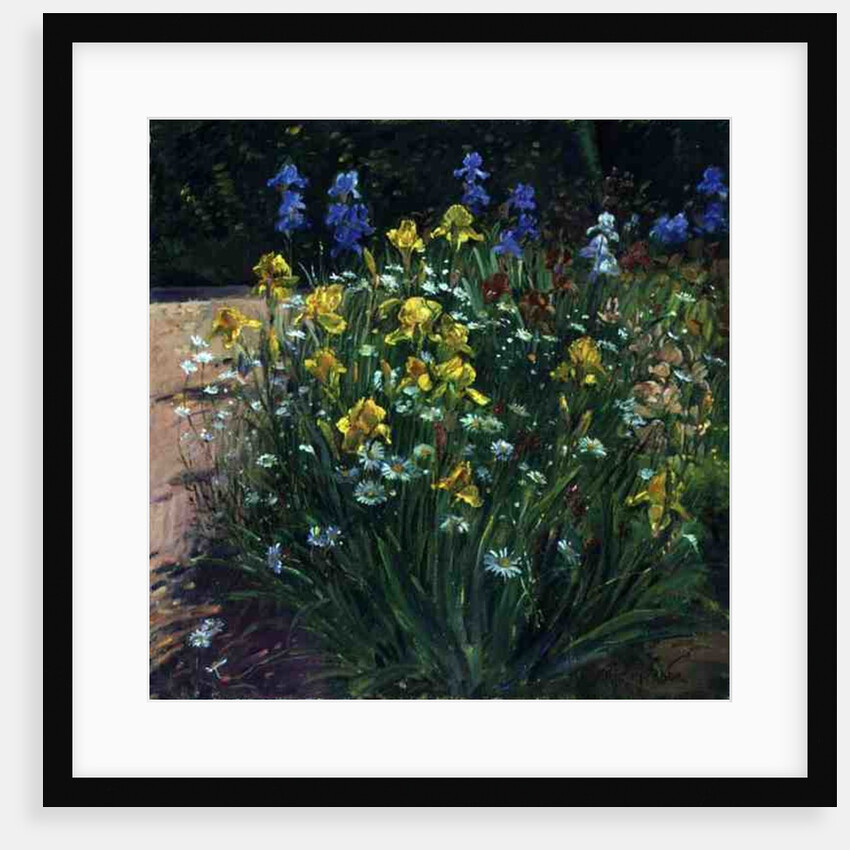 Oxeye Daisies Against the Irises by Timothy Easton
