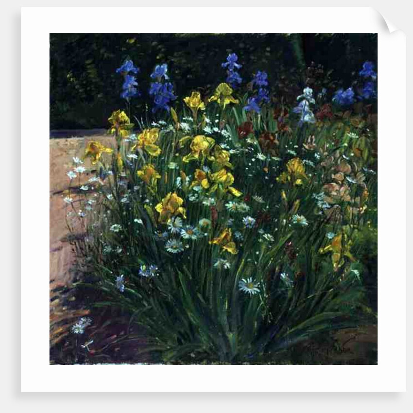 Oxeye Daisies Against the Irises by Timothy Easton