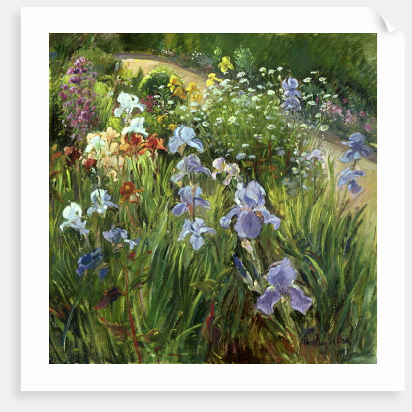 Irises and Oxeye Daisies, 1997 by Timothy Easton