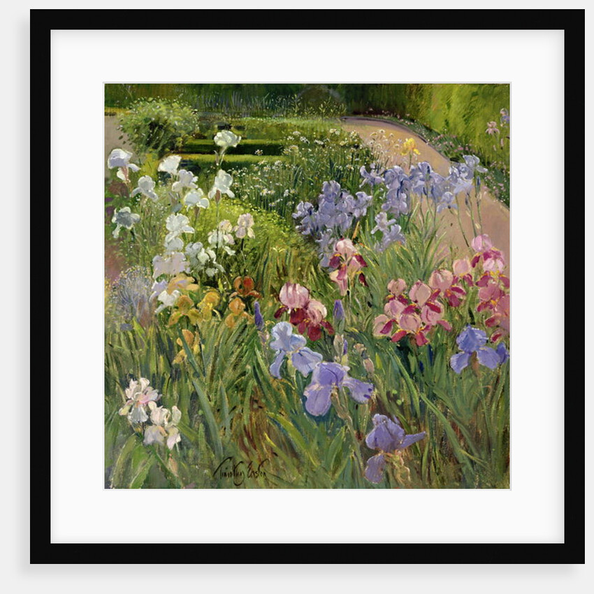 Irises at Bedfield by Timothy Easton