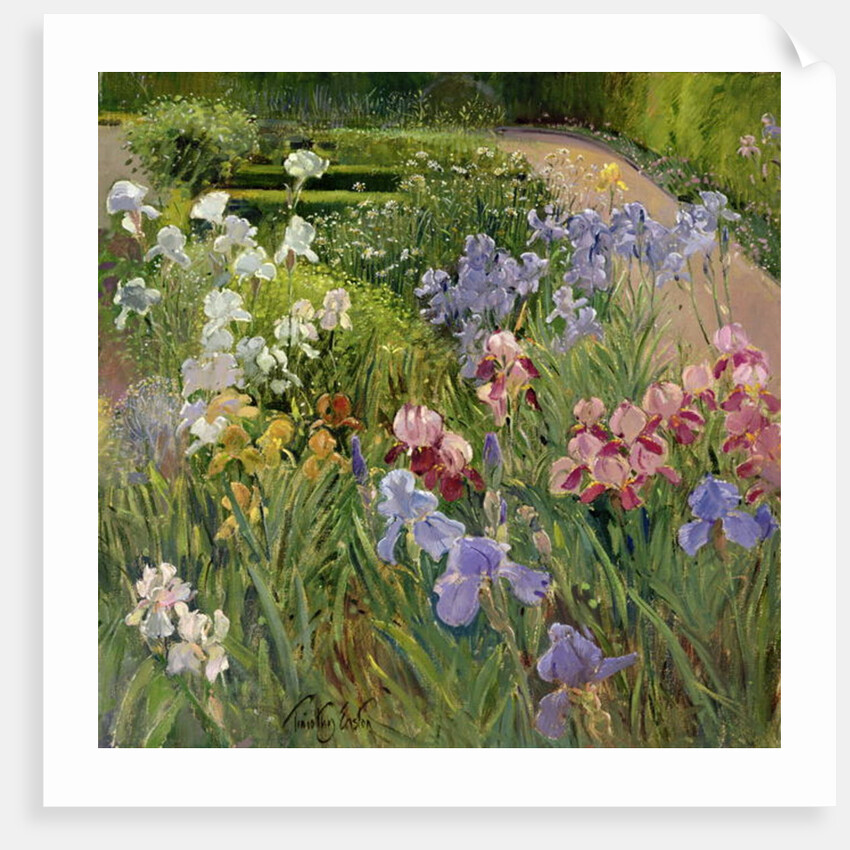 Irises at Bedfield by Timothy Easton