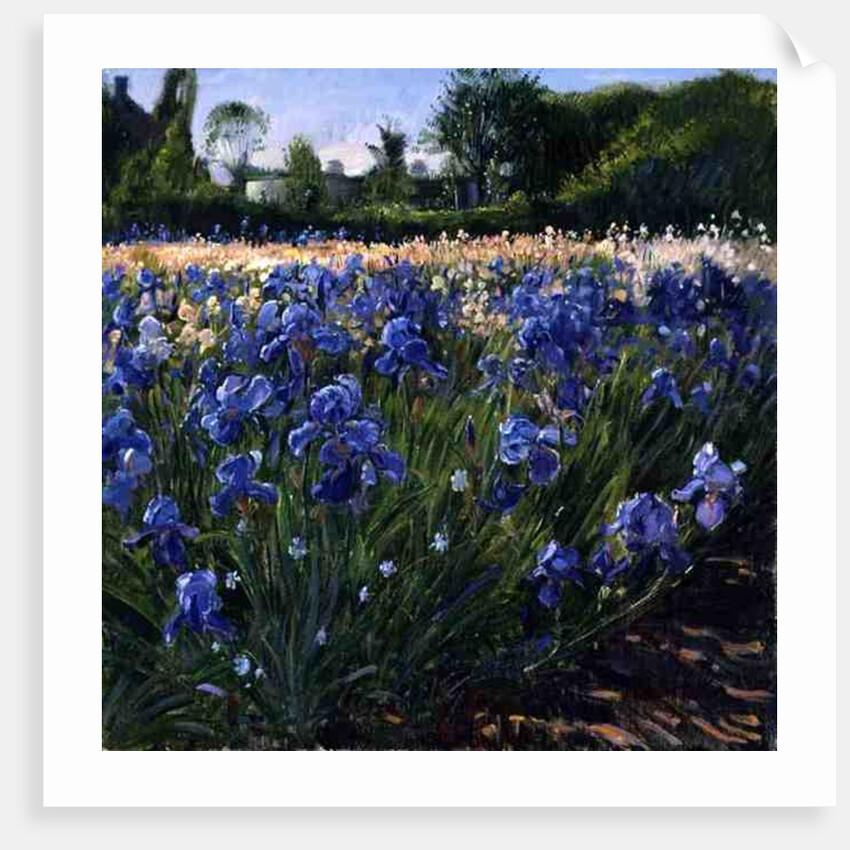 Above the Blue Irises by Timothy Easton