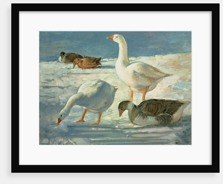 Geese and Mallards, 2000 by Timothy Easton