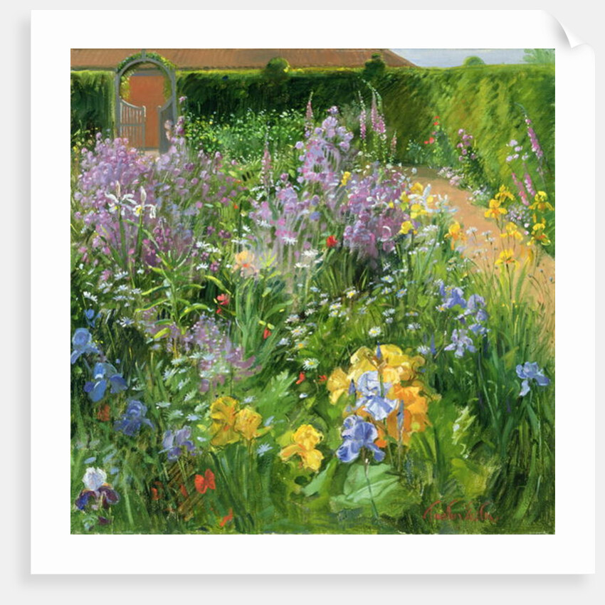 Sweet Rocket, Foxgloves and Irises, 2000 by Timothy Easton