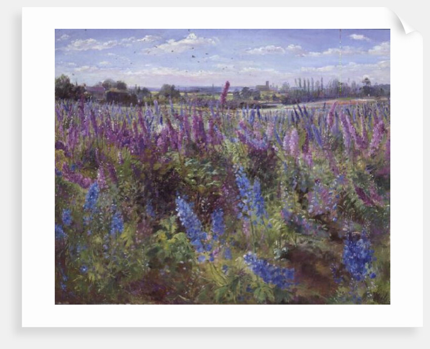 Delphinium Field and Church by Timothy Easton
