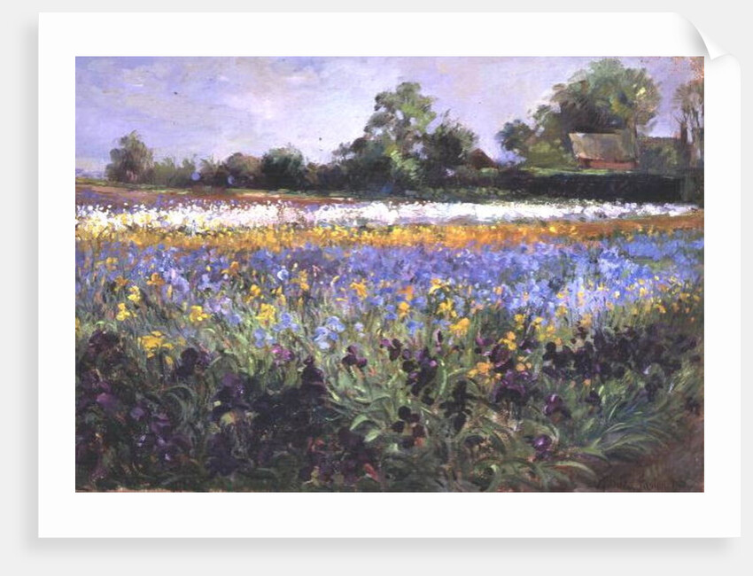 Iris Field and Two Cottages by Timothy Easton