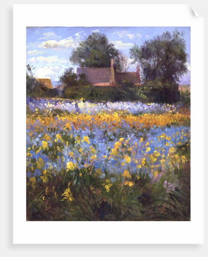 The Enclosed Cottages in the Iris Field by Timothy Easton