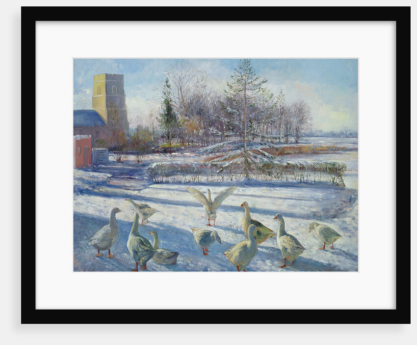 Snow Geese, Winter Morning by Timothy Easton