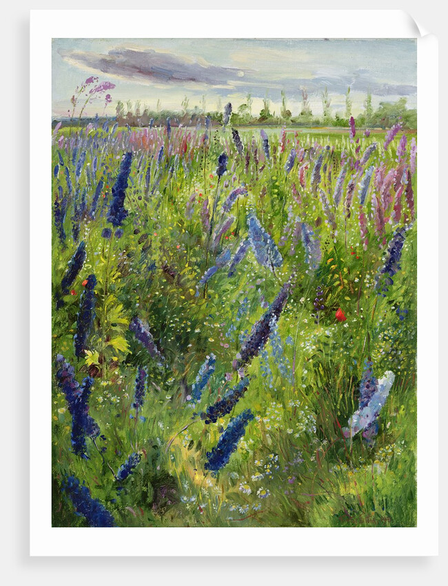 Delphiniums and Emerging Sun, 1991 by Timothy Easton