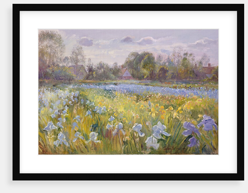 Iris Field in the Evening Light, 1993 by Timothy Easton