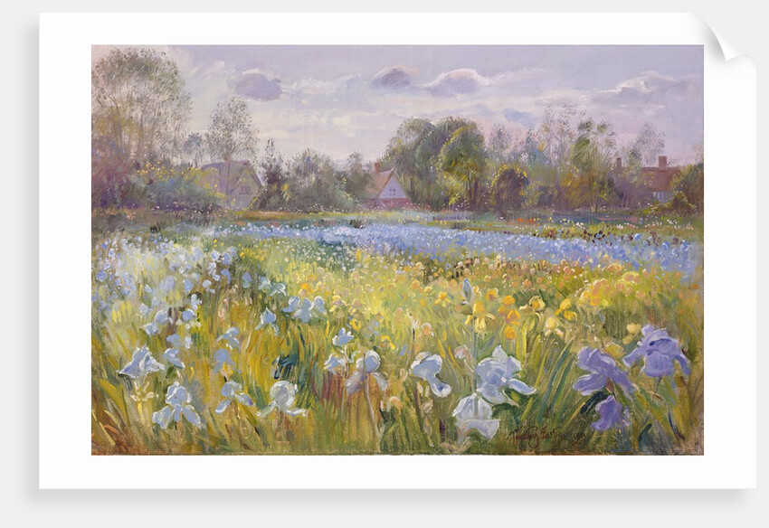 Iris Field in the Evening Light, 1993 by Timothy Easton