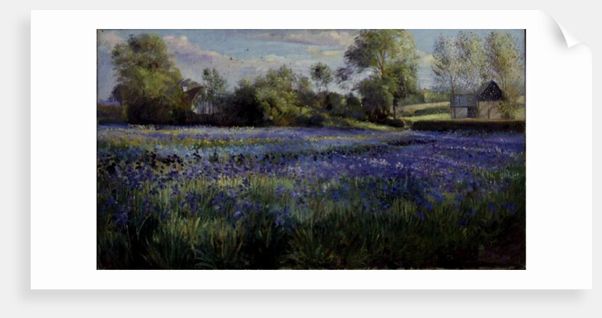 Dappled Light on the Iris Field, 1991 by Timothy Easton