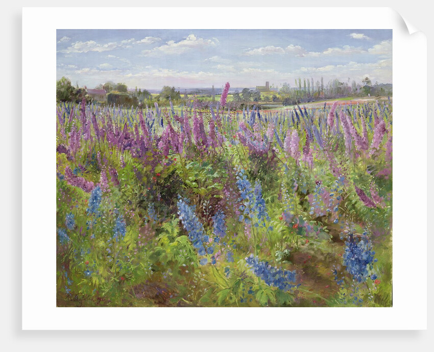 Delphiniums and Poppies, 1991 by Timothy Easton