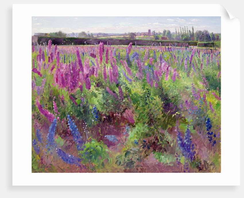 The Delphinium Field, 1991 by Timothy Easton