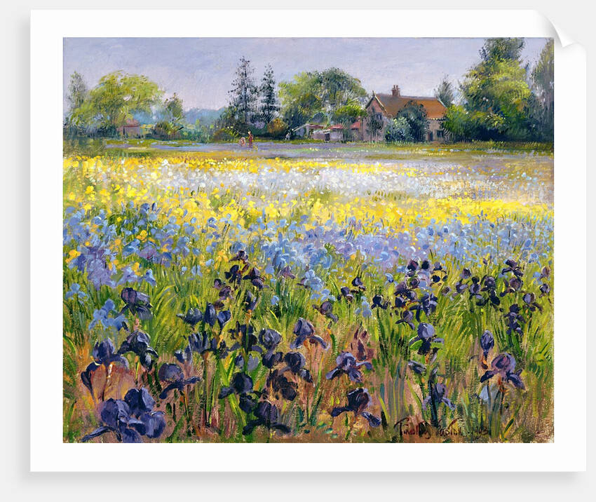 Irises and Two Fir Trees, 1993 by Timothy Easton