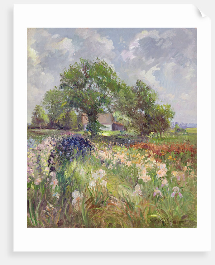 White Barn and Iris Field, 1992 by Timothy Easton